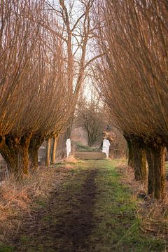 De paden op de lanen in. The paths on the avenues. von Helma de With