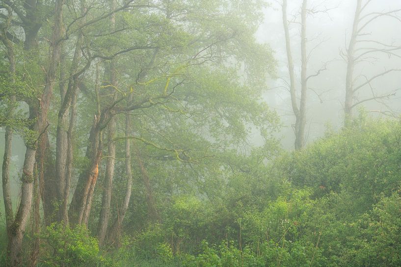 Misty morning with fresh spring colors in the valley of the Beerze. by Jos Pannekoek