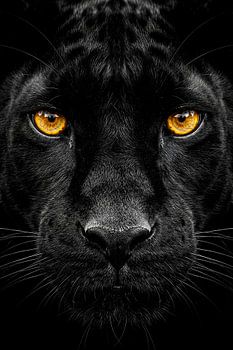 Panther's Gaze