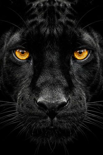 Regard de la Panthère