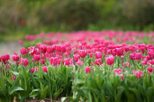 De Tulp