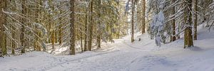 Bergwald
