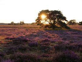 Heidelandschaft bei Sonnenuntergang von SiS4you