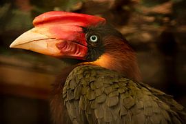 Rosse neushoornvogel van Raymond Engelen