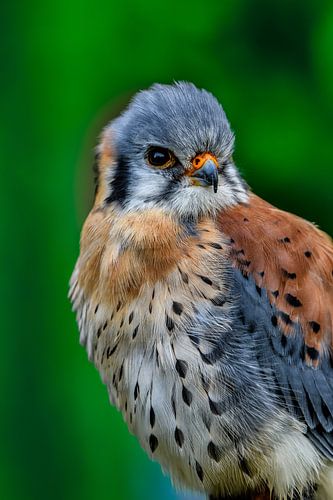 American kestrel close-up