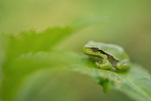 tree frog by Gonnie van de Schans