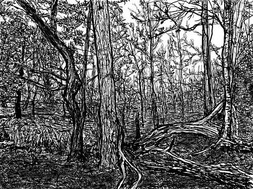 Een woud van inktlijnen (Veluwezoom) van Dolm