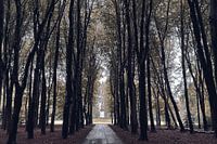 Rijswijk Wald mit der Nadel