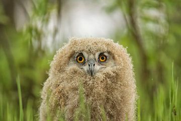 Owl chick sur Leon Doorn