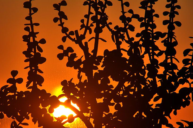 Vensterbank van Edgar Schermaul