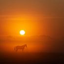 Pferd im Nebel von Guna Andersone Miniaturansicht