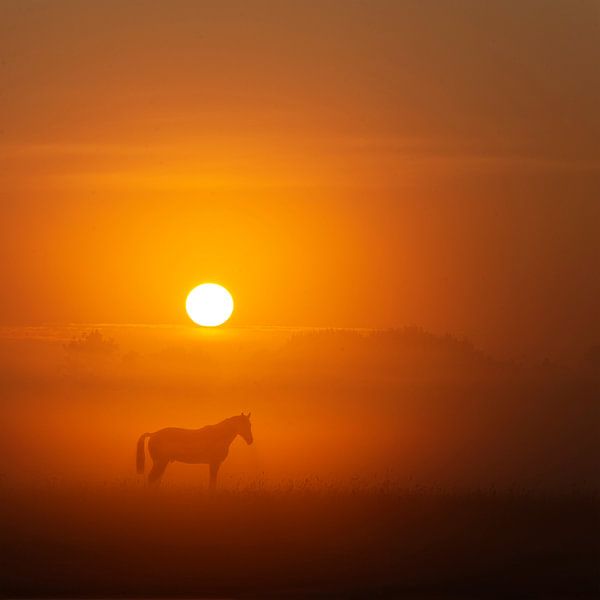Pferd im Nebel von Guna Andersone