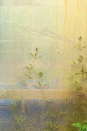 Urbex window 3 of 3 - yellow