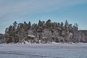 winter schuilhut  in de besneeuwde bomen 1 van Geertjan Plooijer