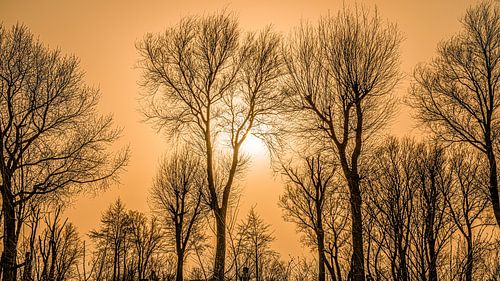 Sonnenuntergang durch die Äste der Bäume an einem leicht nebligen Abend