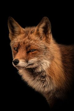 Füchse: Porträt eines Fuchses