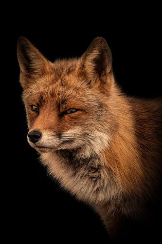 Foxes: portrait of a fox