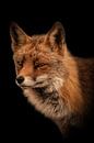 Füchse: Porträt eines Fuchses von Marjolein van Middelkoop Miniaturansicht