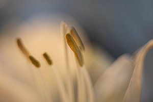 Weiße Amaryllis Nahaufnahme