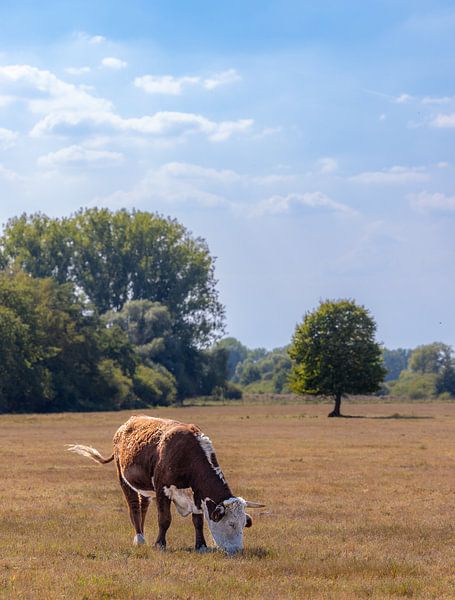 Hereford Cow Grazing in Sunny Autumn Pasture by Triki Photography