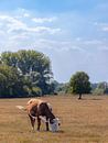 Hereford Cow Grazing in Sunny Autumn Pasture by Triki Photography thumbnail