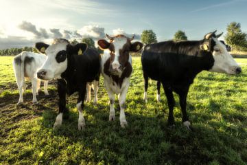 Nieuwsgierige koeien in avondlicht van Humphry Jacobs