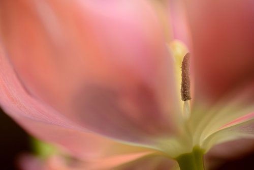 roze tulp met stamper