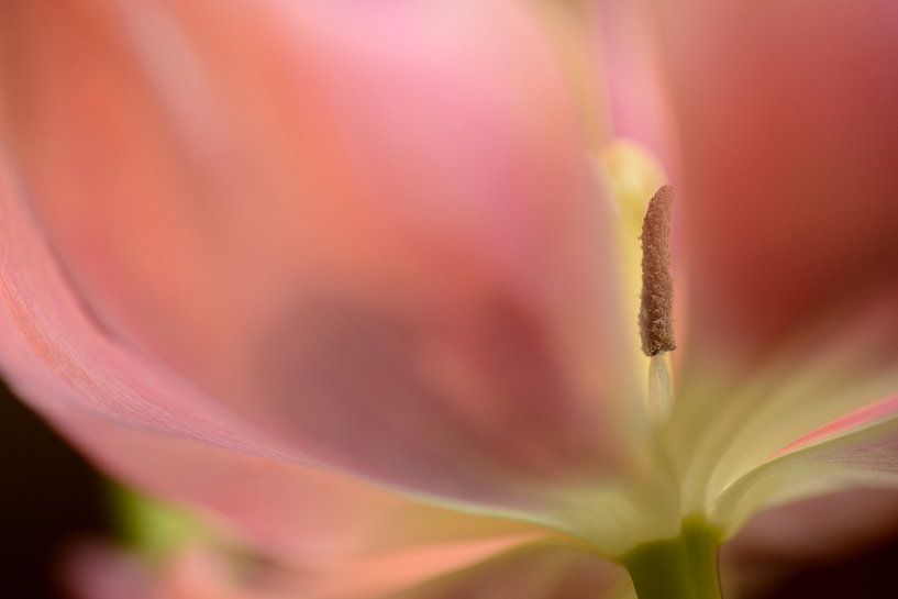 Pink tulip von Gonnie van de Schans