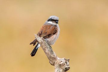 a male red-backed shrike bird (Lanius collurio) sitting on a branch, portrait, wildlife, europe, by Mario Plechaty Photography