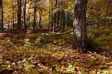 Une érablière à l'automne sur Claude Laprise