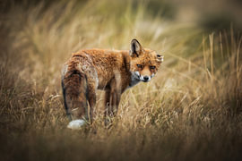 Rode Vos in de Duinen van Thymen van Schaik