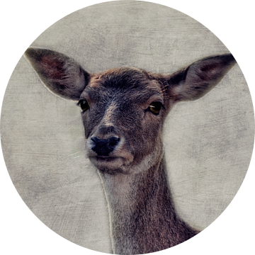 Bambi van Claudia Moeckel