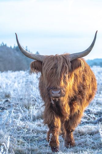 schotse hooglander in de ijskoude ochtendrijp op Terletse heide