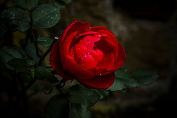 Bloem, roze, struik rozen I. van Norbert Sülzner