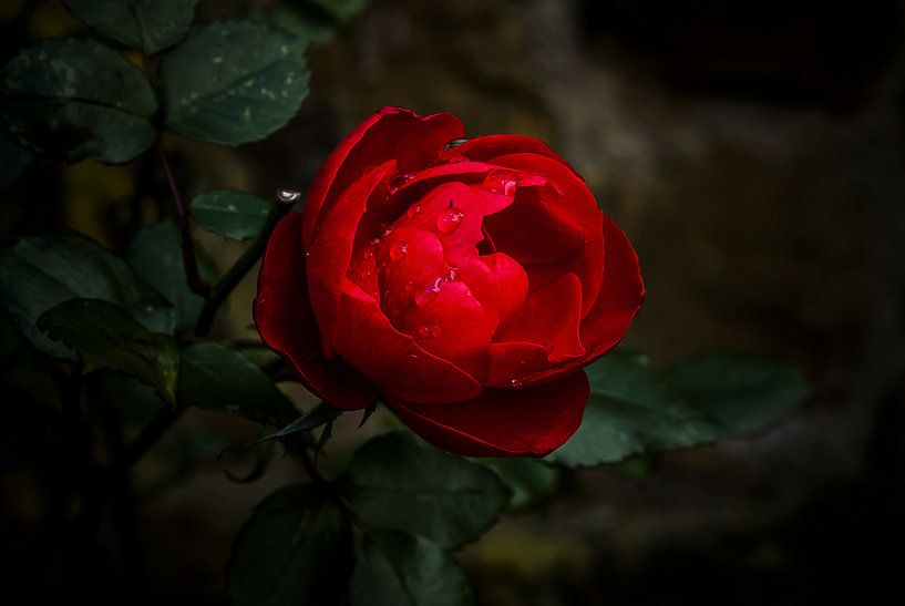 Flower, pink, bush roses I. by Norbert Sülzner
