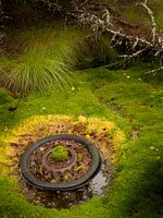 Car tire in the moss
