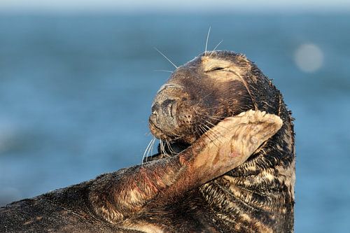 Grijze zeehond (Halichoerus grypus) Stier, Helgoland Duitsland