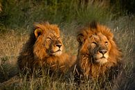 Zwei Löwenbrüder, Südafrika von Paula Romein Miniaturansicht