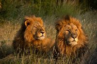Lion brothers, South-Afrika