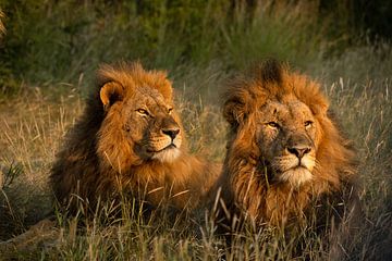 Leeuwen broers in Zuid-Afrika van Paula Romein