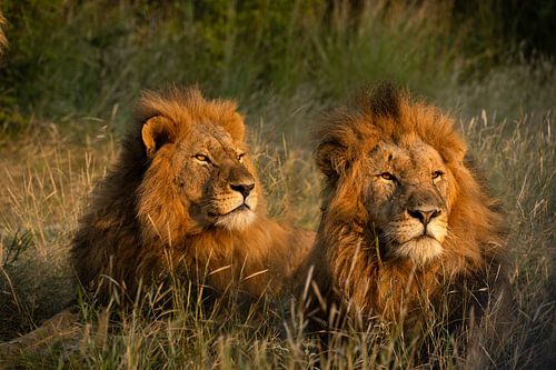 deux frères lions, afrique du sud