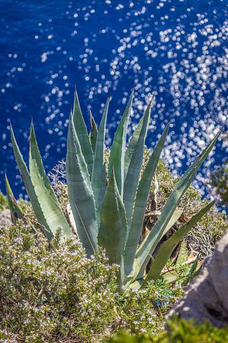 Agave op de kliffen van Capri