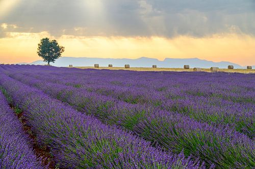Bloeiende lavendel in de Provence tijdens zonsopgang
