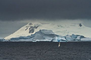 Bultrugwalvis op Antarctica van Kai Müller