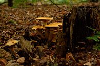 Herfst 2 van Ronald Hulsebos thumbnail