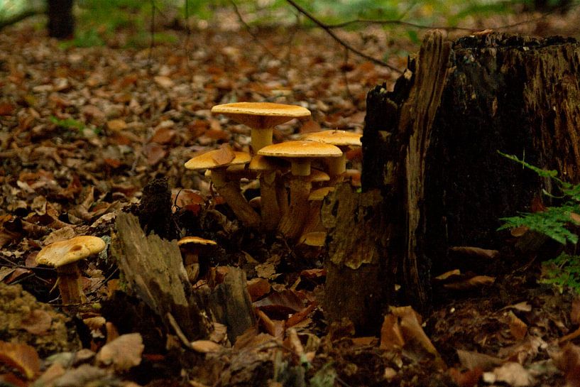 Herfst 2 van Ronald Hulsebos