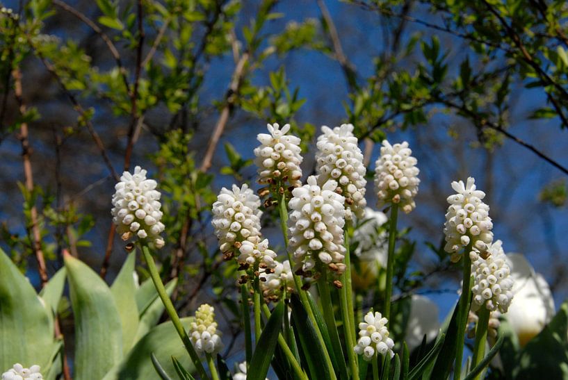 witte druifjes close up met blauwe lucht van Carmela Cellamare
