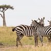 Afrika | Zebra's op de savanne - Afrika Kenia Masai Mara van Servan Ott