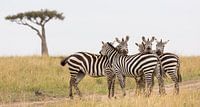 Afrika | Zebra's op de savanne - Afrika Kenia Masai Mara van Servan Ott thumbnail