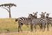 Afrika | Zebra's op de savanne - Afrika Kenia Masai Mara van Servan Ott